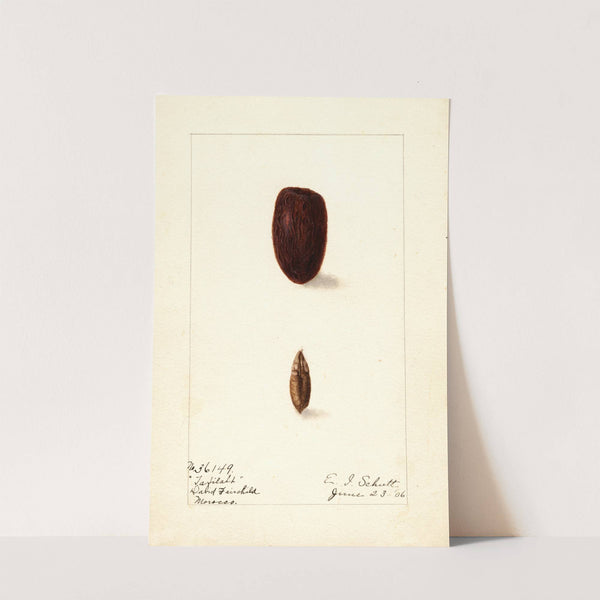 Phoenix dactylifera: Tafilalt (1906) by Ellen Isham Schutt