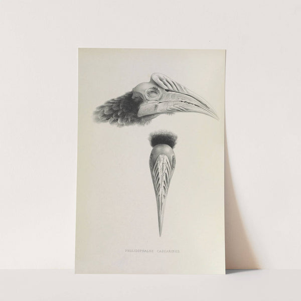 Pholidophalus casuarinus by Daniel Giraud Elliot