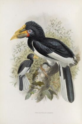 Pholidophalus sharpii