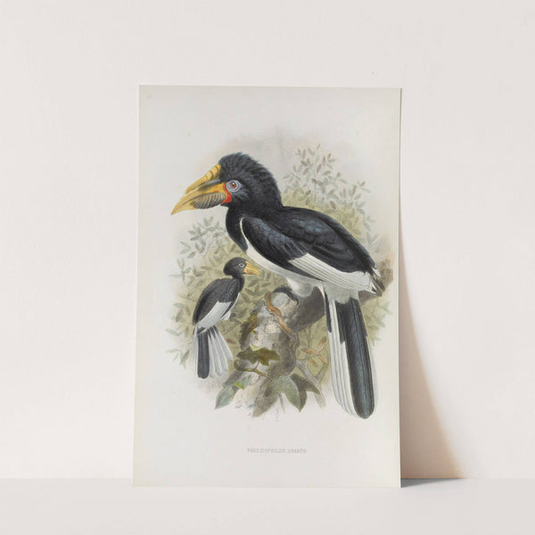 Pholidophalus sharpii by Daniel Giraud Elliot