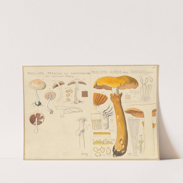Pholiota praecox, Pholiota aurea (1915-1945) by Hans Walty