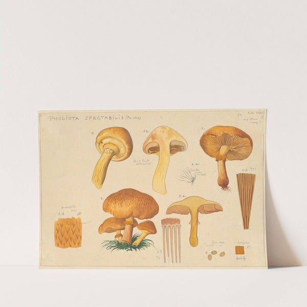 Pholiota spectabilis (Fr. 1828) (1915-1945) by Hans Walty