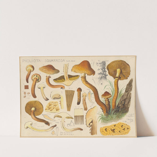 Pholiota squarrosa Flor. Dan. (1915-1945) by Hans Walty