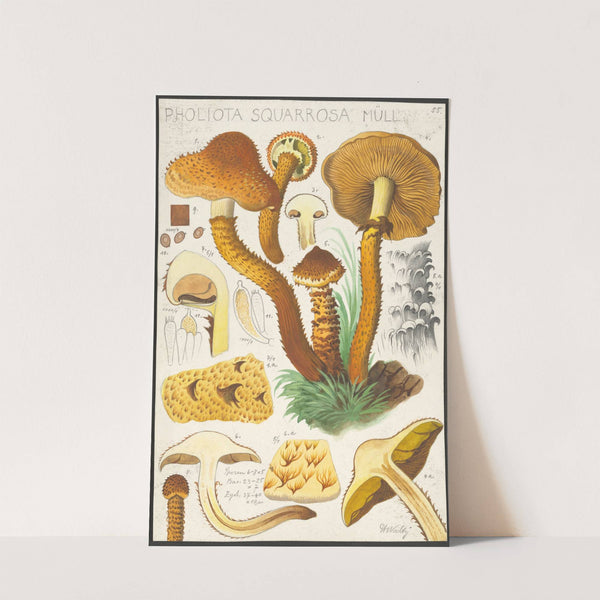 Pholiota squarrosa Müll. (1915-1945) by Hans Walty