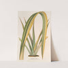 Phormium tenax fol. var by Charles Antoine Lemaire