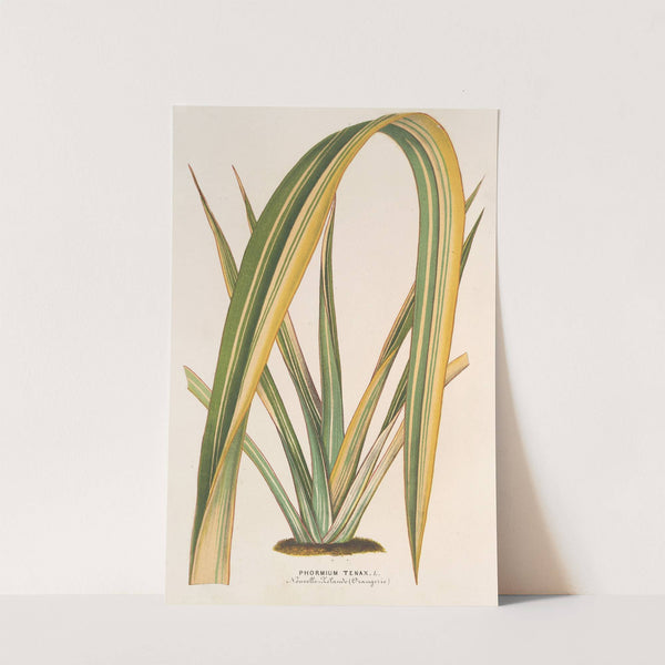 Phormium tenax fol. var by Charles Antoine Lemaire