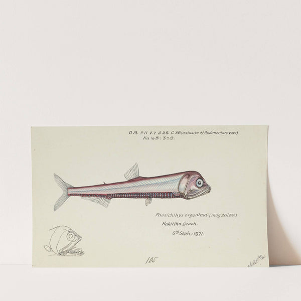 Photichthys argenteus (NZ) : Lighthouse fish (1871) by Frank Edward Clarke