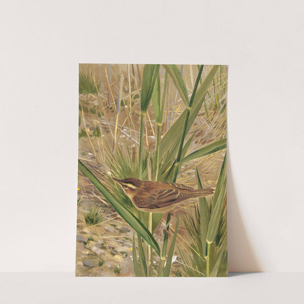 Phragmite by Léo-Paul Robert