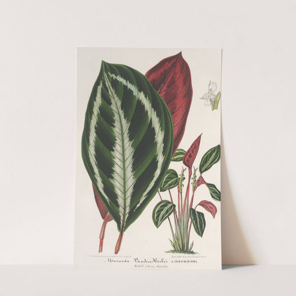 Phrynium (Maranta) Van-den-Heckei by Charles Antoine Lemaire