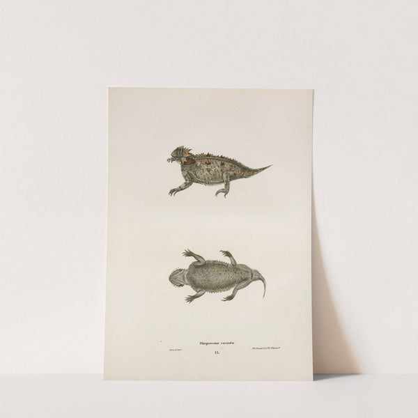 Phrynosoma cornuta. by John Edwards Holbrook