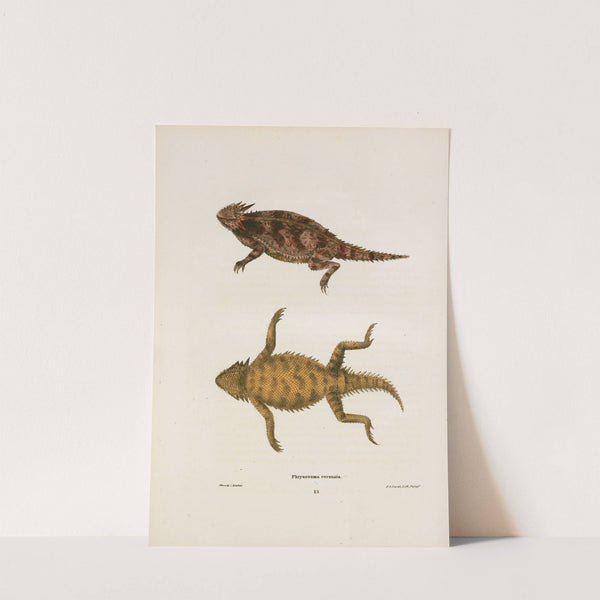 Phrynosoma coronata. by John Edwards Holbrook