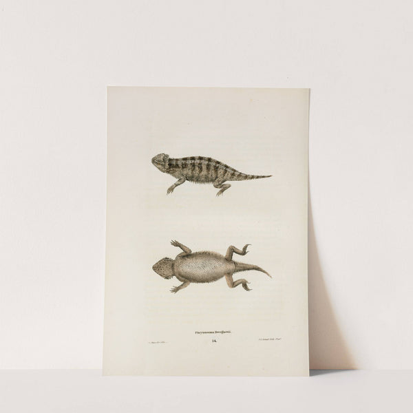 Phrynosoma Douglassii. by John Edwards Holbrook