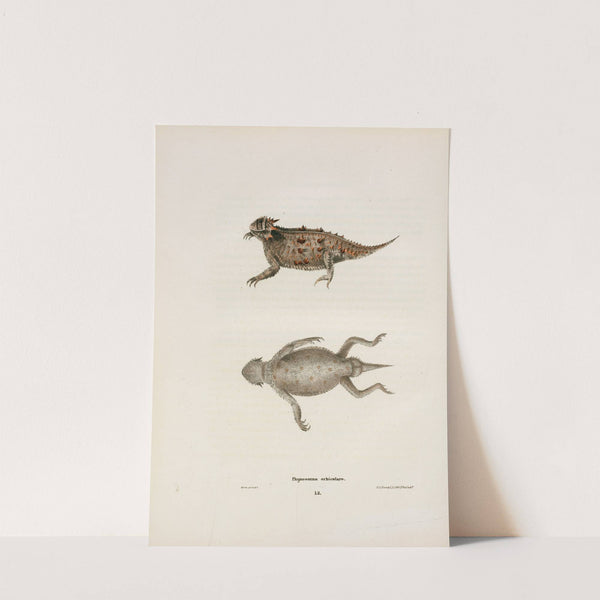 Phrynosoma orbiculare. by John Edwards Holbrook