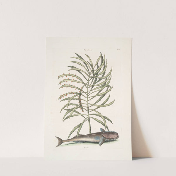 Phylanthos &c.; Remora, The Sucking-Fish. by Mark Catesby