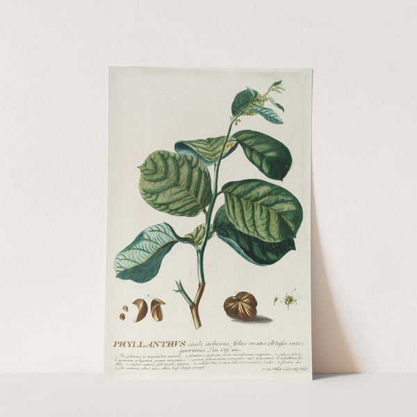 PhylIanthus by Georg Dionysius Ehret