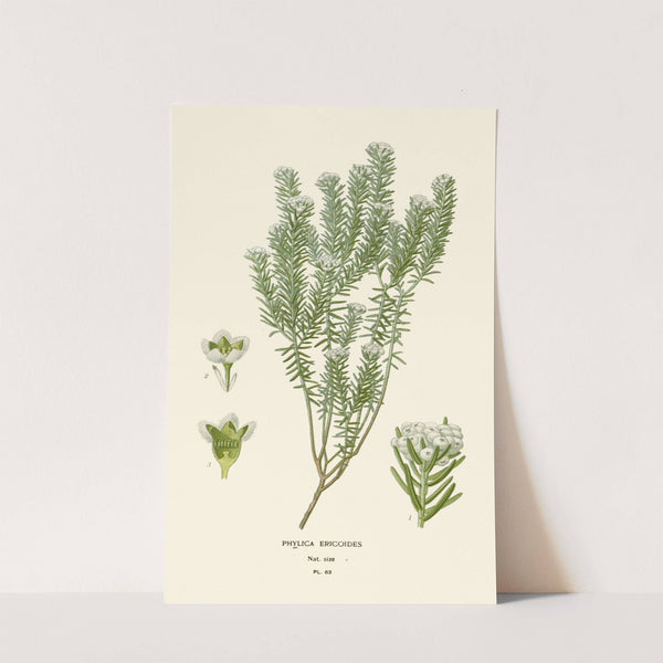 Phylica Ericoides (1896-1897) by Edward Step