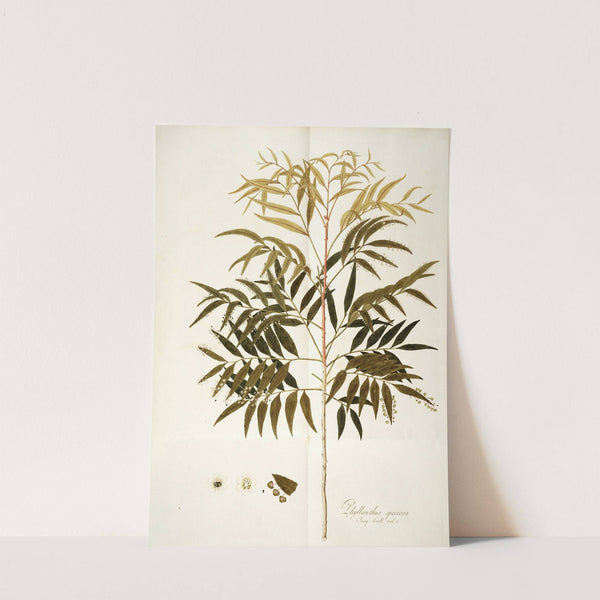 Phyllanthus speciosa by Nikolaus Joseph Freiherr von Jacquin