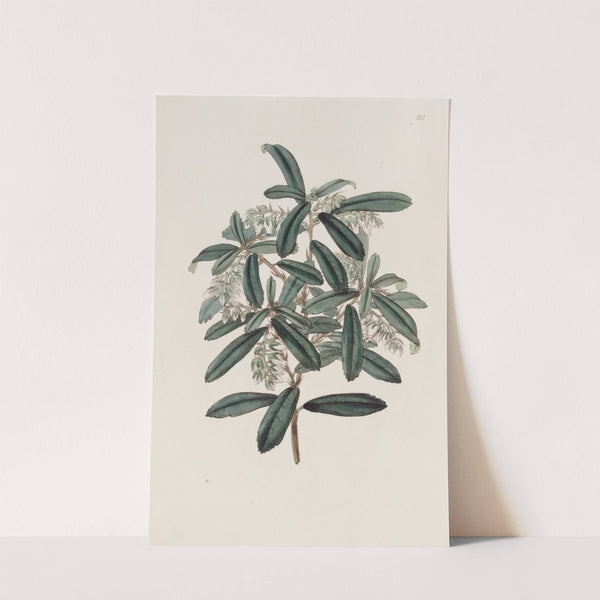 Phyllirea-leaved Andromeda by Sydenham Edwards