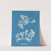 Phyllophora rubens (1843-1853) by Anna Atkins