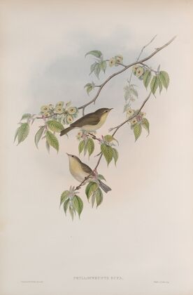 Phyllopneuste rufa. Chiff-chaff. (1862-1873)