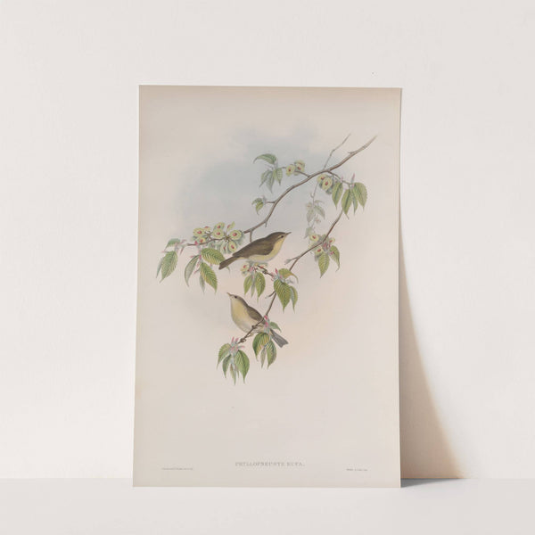 Phyllopneuste rufa. Chiff-chaff. (1862-1873) by John Gould