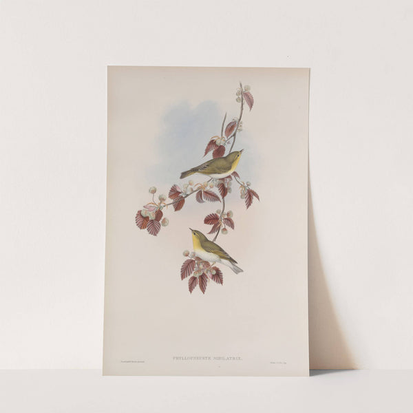 Phyllopneuste sibilatrix. Wood-Wren. (1862-1873) by John Gould