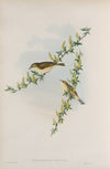 Phyllopneuste trochilus. Willow-Wren. (1862-1873)