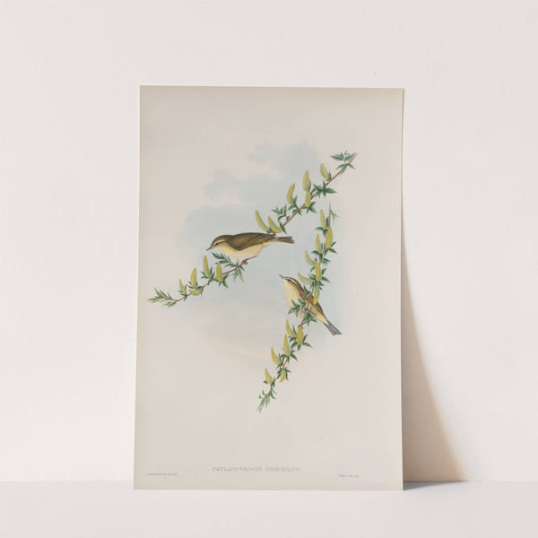 Phyllopneuste trochilus. Willow-Wren. (1862-1873) by John Gould