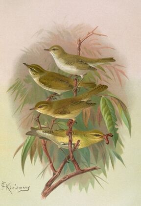 Phylloscopus Bonnellii, coronatus, trochilus, sibilator — size preview