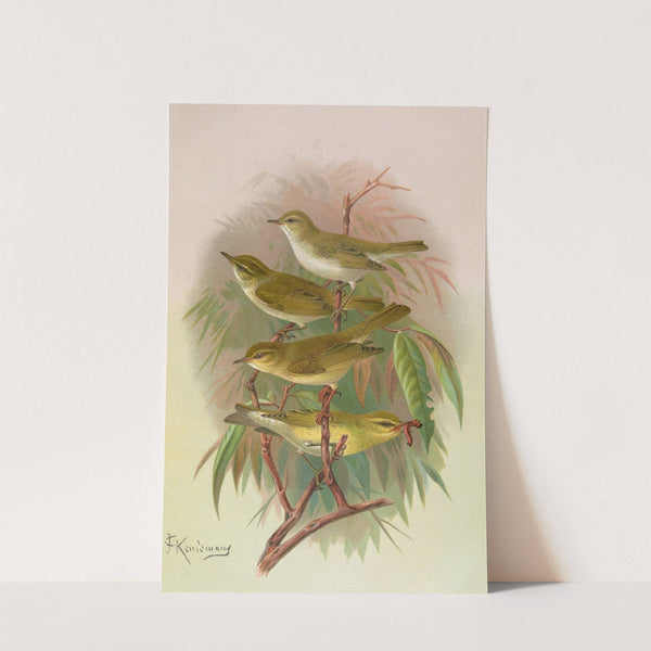 Phylloscopus Bonnellii, coronatus, trochilus, sibilator by Johann Friedrich Naumann