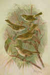Phylloscopus proregulus, superciliosus, rufus, tristis Blyth