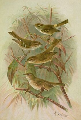 Phylloscopus proregulus, superciliosus, rufus, tristis Blyth
