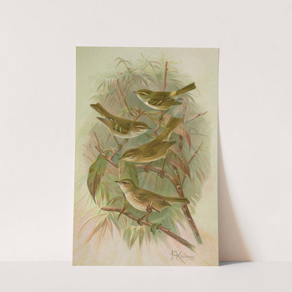 Phylloscopus proregulus, superciliosus, rufus, tristis Blyth by Johann Friedrich Naumann