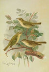 Phylloscopus viridanus, nitidus, borealis