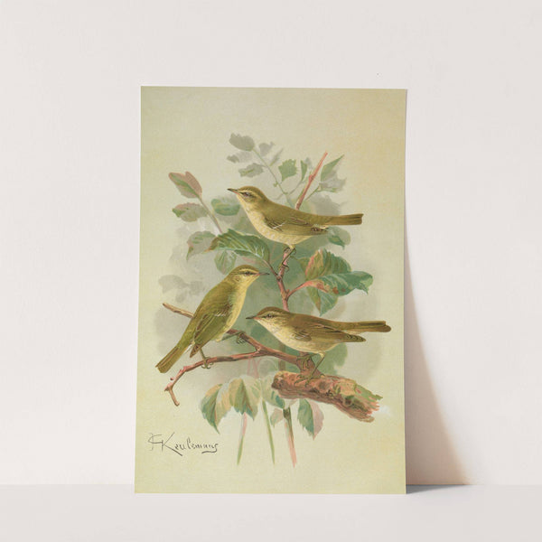 Phylloscopus viridanus, nitidus, borealis by Johann Friedrich Naumann