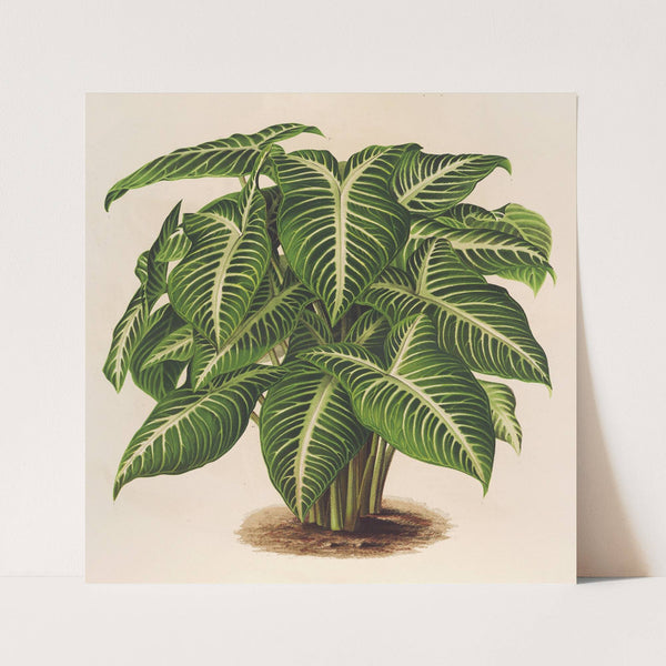 Phyllotœnium Lindeni (1854-1896) by Charles Antoine Lemaire