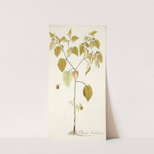 Physalis barbadensis by Nikolaus Joseph Freiherr von Jacquin