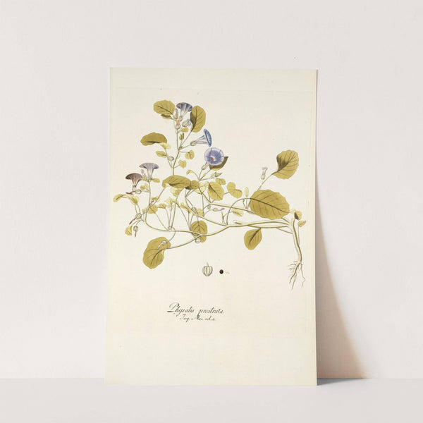 Physalis prostrata by Nikolaus Joseph Freiherr von Jacquin