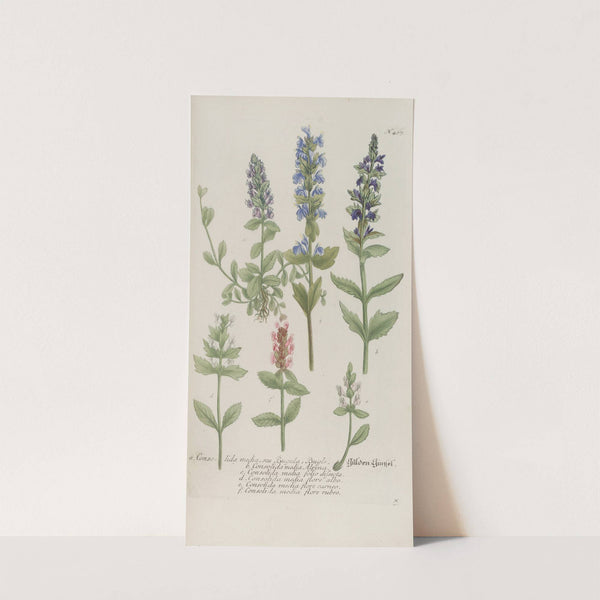 Phytanthoza iconographia Pl.130 by Johann Wilhelm Weinmann