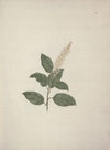 Phytolacca dodecandra L’Herit. (Pokeberry)