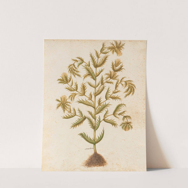 Piante varie Pl.03 by Giovanna Garzoni