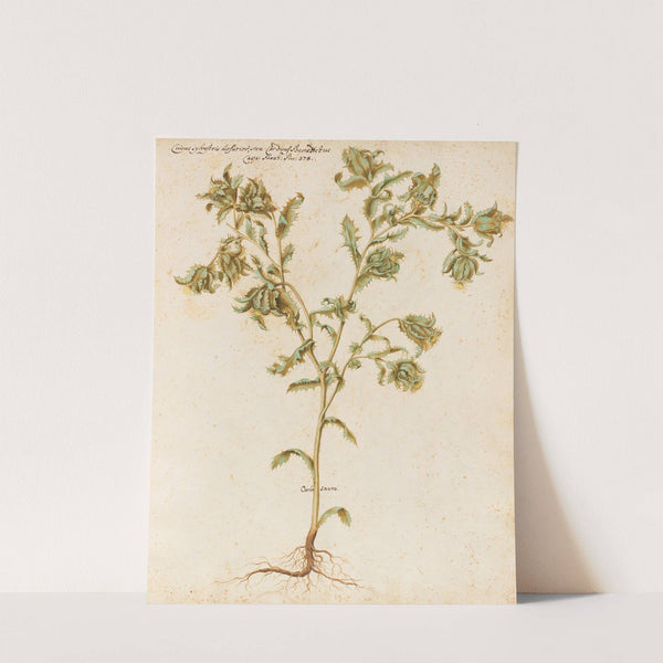 Piante varie Pl.05 by Giovanna Garzoni