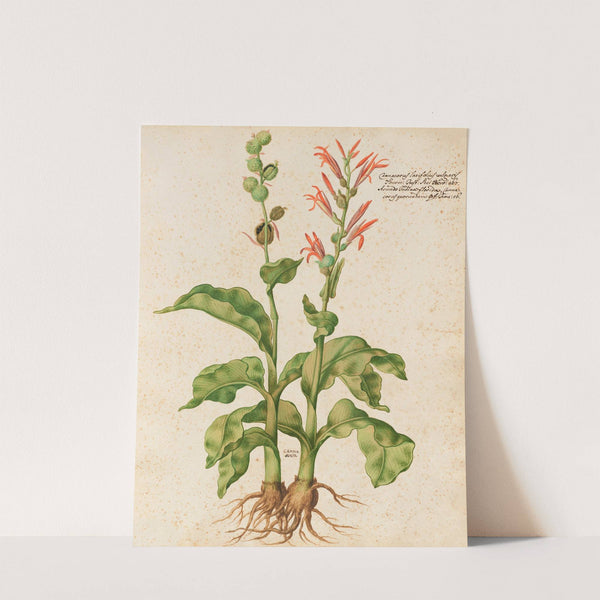 Piante varie Pl.09 by Giovanna Garzoni