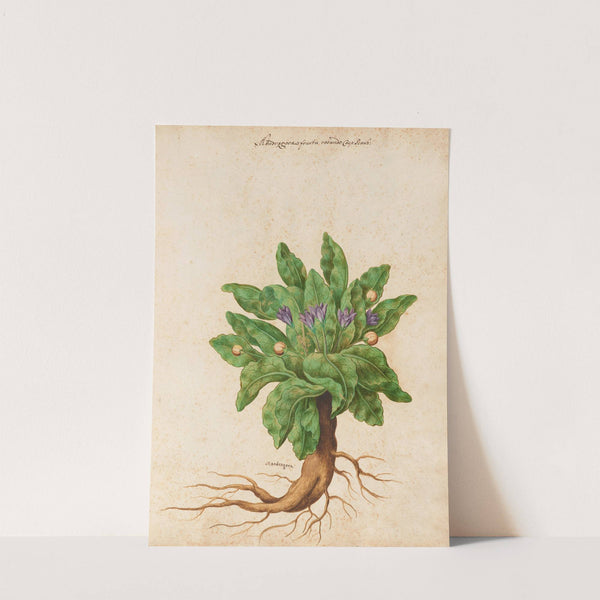 Piante varie Pl.11 by Giovanna Garzoni