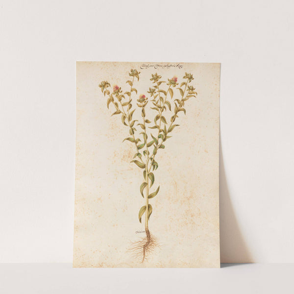 Piante varie Pl.12 by Giovanna Garzoni