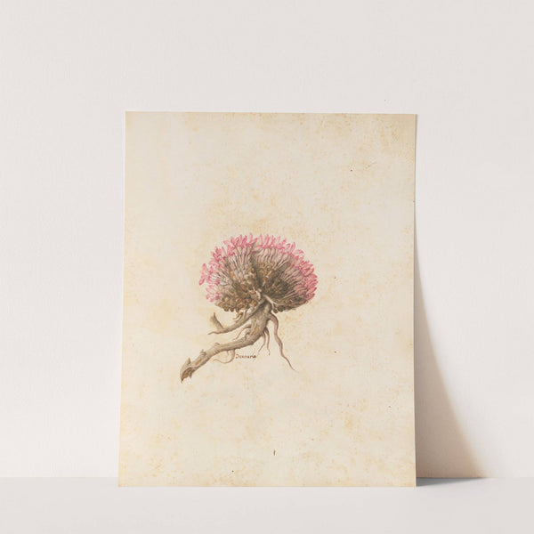 Piante varie Pl.14 by Giovanna Garzoni