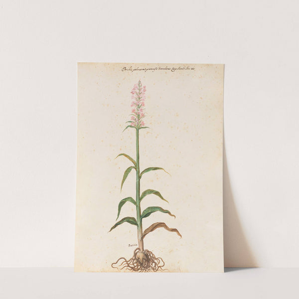 Piante varie Pl.15 by Giovanna Garzoni