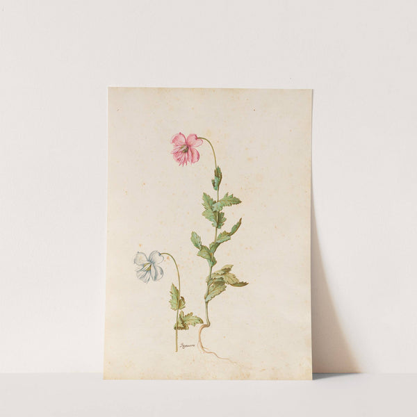 Piante varie Pl.17 by Giovanna Garzoni