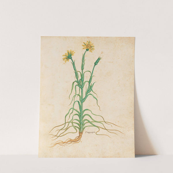 Piante varie Pl.18 by Giovanna Garzoni