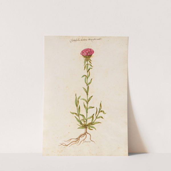 Piante varie Pl.19 by Giovanna Garzoni